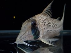 画像5: 【淡水魚】【通販】コリドラス ロングノーズ シクリ ワイルド【1匹 サンプル画像】(±5-6cm)(コリドラス)(生体)(熱帯魚)NKCR (5)