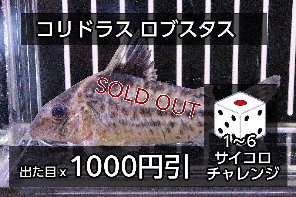 画像1: 【サイコロチャレンジ】【淡水魚】【通販】最大6000円OFF Lサイズ コリドラス ロブスタス ワイルド【1匹 サンプル画像】(±8cm)(コリドラス)(生体)(熱帯魚)NKCR (1)