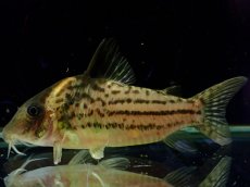 画像1: 【淡水魚】【通販】激レア コリドラス spセミロングノーズ タパジョスシュワルツィ タパジョス産ワイルド【1匹 サンプル画像(生体)(熱帯魚)NKCR (1)