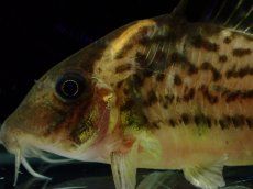 画像2: 【淡水魚】【通販】激レア コリドラス spセミロングノーズ タパジョスシュワルツィ タパジョス産ワイルド【1匹 サンプル画像(生体)(熱帯魚)NKCR (2)