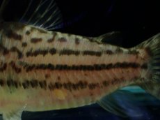 画像3: 【淡水魚】【通販】激レア コリドラス spセミロングノーズ タパジョスシュワルツィ タパジョス産ワイルド【1匹 サンプル画像(生体)(熱帯魚)NKCR (3)