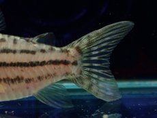画像4: 【淡水魚】【通販】激レア コリドラス spセミロングノーズ タパジョスシュワルツィ タパジョス産ワイルド【1匹 サンプル画像(生体)(熱帯魚)NKCR (4)