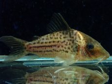 画像1: 【淡水魚】【通販】激レア コリドラス spセミロングノーズ タパジョスシュワルツィ タパジョス産ワイルド【1匹 サンプル画像(生体)(熱帯魚)NKCR (1)