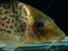 画像2: 【淡水魚】【通販】激レア コリドラス spセミロングノーズ タパジョスシュワルツィ タパジョス産ワイルド【1匹 サンプル画像(生体)(熱帯魚)NKCR (2)