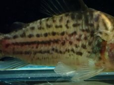 画像3: 【淡水魚】【通販】激レア コリドラス spセミロングノーズ タパジョスシュワルツィ タパジョス産ワイルド【1匹 サンプル画像(生体)(熱帯魚)NKCR (3)