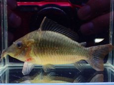画像1: 【通販 淡水魚】日本初入荷 超激レア ブラジル ロングノーズ ブロキス マディラ産ワイルド【１匹 サンプル画像】±10cm(生体)(熱帯魚)NKCR (1)