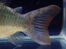 画像4: 【通販 淡水魚】日本初入荷 超激レア ブラジル ロングノーズ ブロキス マディラ産ワイルド【１匹 サンプル画像】±10cm(生体)(熱帯魚)NKCR (4)