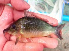 画像6: 【通販 淡水魚】日本初入荷 超激レア ブラジル ロングノーズ ブロキス マディラ産ワイルド【１匹 サンプル画像】±10cm(生体)(熱帯魚)NKCR (6)