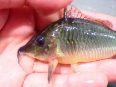 画像7: 【通販 淡水魚】日本初入荷 超激レア ブラジル ロングノーズ ブロキス マディラ産ワイルド【１匹 サンプル画像】±10cm(生体)(熱帯魚)NKCR (7)