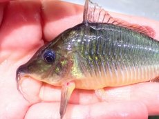画像8: 【通販 淡水魚】日本初入荷 超激レア ブラジル ロングノーズ ブロキス マディラ産ワイルド【１匹 サンプル画像】±10cm(生体)(熱帯魚)NKCR (8)