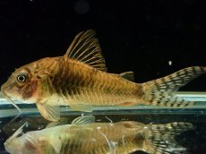 画像1: 【通販 淡水魚】レア種 コリドラス sp Yacuma ボリビア産 ワイルド【１匹 サンプル画像】(±5cm)(生体)(熱帯魚)NKCR (1)