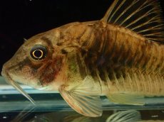 画像2: 【通販 淡水魚】レア種 コリドラス sp Yacuma ボリビア産 ワイルド【１匹 サンプル画像】(±5cm)(生体)(熱帯魚)NKCR (2)