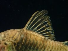 画像3: 【通販 淡水魚】レア種 コリドラス sp Yacuma ボリビア産 ワイルド【１匹 サンプル画像】(±5cm)(生体)(熱帯魚)NKCR (3)