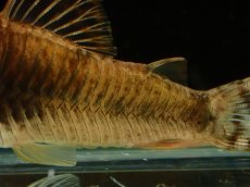 画像4: 【通販 淡水魚】レア種 コリドラス sp Yacuma ボリビア産 ワイルド【１匹 サンプル画像】(±5cm)(生体)(熱帯魚)NKCR (4)