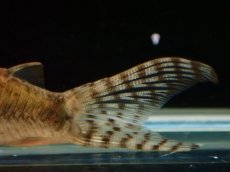 画像5: 【通販 淡水魚】レア種 コリドラス sp Yacuma ボリビア産 ワイルド【１匹 サンプル画像】(±5cm)(生体)(熱帯魚)NKCR (5)