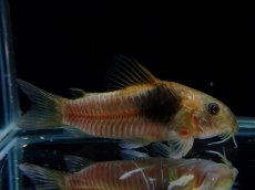 画像1: 【通販 淡水魚】レア種 コリドラス sp テニエンテ ペルー産 ワイルド【１匹 サンプル画像】(±5cm)(コリドラス)(生体)(熱帯魚)NKCR (1)