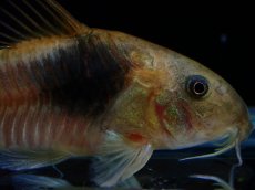 画像2: 【通販 淡水魚】レア種 コリドラス sp テニエンテ ペルー産 ワイルド【１匹 サンプル画像】(±5cm)(コリドラス)(生体)(熱帯魚)NKCR (2)