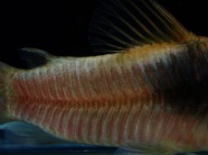 画像3: 【通販 淡水魚】レア種 コリドラス sp テニエンテ ペルー産 ワイルド【１匹 サンプル画像】(±5cm)(コリドラス)(生体)(熱帯魚)NKCR (3)
