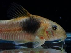 画像4: 【通販 淡水魚】レア種 コリドラス sp テニエンテ ペルー産 ワイルド【１匹 サンプル画像】(±5cm)(コリドラス)(生体)(熱帯魚)NKCR (4)