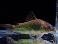 画像1: 【通販 淡水魚】変わり種 コリドラス cf アエネウス ペルー産 ワイルド【１匹 サンプル画像】(±5-6cm)コリドラス(生体)(熱帯魚)NKCR (1)
