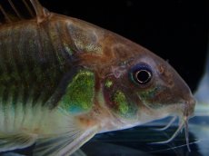 画像2: 【通販 淡水魚】変わり種 コリドラス cf アエネウス ペルー産 ワイルド【１匹 サンプル画像】(±5-6cm)コリドラス(生体)(熱帯魚)NKCR (2)