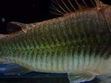 画像3: 【通販 淡水魚】変わり種 コリドラス cf アエネウス ペルー産 ワイルド【１匹 サンプル画像】(±5-6cm)コリドラス(生体)(熱帯魚)NKCR (3)