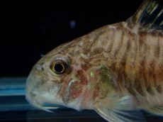 画像2: 【通販 淡水魚】超激レア 初入荷 CW173 コリドラス ヒプノス リオジャマンシン産 ワイルド【１匹 サンプル画像】 (2)