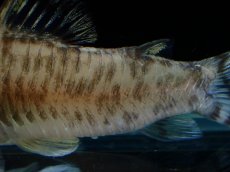 画像3: 【通販 淡水魚】超激レア 初入荷 CW173 コリドラス ヒプノス リオジャマンシン産 ワイルド【１匹 サンプル画像】 (3)