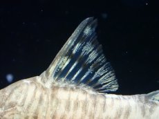 画像4: 【通販 淡水魚】超激レア 初入荷 CW173 コリドラス ヒプノス リオジャマンシン産 ワイルド【１匹 サンプル画像】 (4)