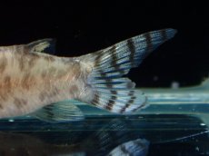 画像5: 【通販 淡水魚】超激レア 初入荷 CW173 コリドラス ヒプノス リオジャマンシン産 ワイルド【１匹 サンプル画像】 (5)