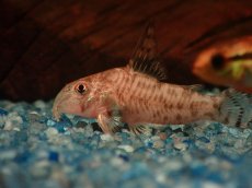 画像6: 【通販 淡水魚】超激レア 初入荷 CW173 コリドラス ヒプノス リオジャマンシン産 ワイルド【１匹 サンプル画像】 (6)