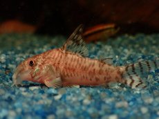 画像7: 【通販 淡水魚】超激レア 初入荷 CW173 コリドラス ヒプノス リオジャマンシン産 ワイルド【１匹 サンプル画像】 (7)