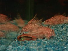 画像8: 【通販 淡水魚】超激レア 初入荷 CW173 コリドラス ヒプノス リオジャマンシン産 ワイルド【１匹 サンプル画像】 (8)