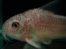 画像2: 【通販 淡水魚】激レア セミショートボディ コリドラス シミリス【１匹 サンプル画像】(±4cm)(コリドラス)(生体)(熱帯魚)NKCR (2)