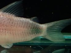 画像3: 【通販 淡水魚】激レア セミショートボディ コリドラス シミリス【１匹 サンプル画像】(±4cm)(コリドラス)(生体)(熱帯魚)NKCR (3)