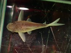 画像4: 【通販 淡水魚】激レア セミショートボディ コリドラス シミリス【１匹 サンプル画像】(±4cm)(コリドラス)(生体)(熱帯魚)NKCR (4)