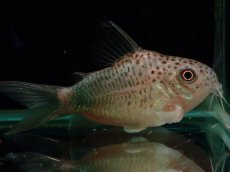 画像1: 【通販 淡水魚】激レア ウルトラショートボディ コリドラス シミリス【１匹 サンプル画像】(±4cm)(コリドラス)(生体)(熱帯魚)NKCR (1)