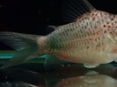 画像3: 【通販 淡水魚】激レア ウルトラショートボディ コリドラス シミリス【１匹 サンプル画像】(±4cm)(コリドラス)(生体)(熱帯魚)NKCR (3)