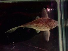 画像4: 【通販 淡水魚】激レア ウルトラショートボディ コリドラス シミリス【１匹 サンプル画像】(±4cm)(コリドラス)(生体)(熱帯魚)NKCR (4)
