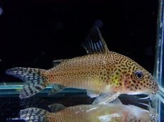 画像1: 【通販 淡水魚】レア種 新産地 コリドラス プンクタータス スリナム コティカリバー産【１匹 サンプル画像】(±5-6cm(生体)(熱帯魚)NKCR (1)
