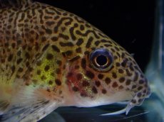 画像2: 【通販 淡水魚】レア種 新産地 コリドラス プンクタータス スリナム コティカリバー産【１匹 サンプル画像】(±5-6cm(生体)(熱帯魚)NKCR (2)