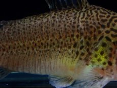 画像3: 【通販 淡水魚】レア種 新産地 コリドラス プンクタータス スリナム コティカリバー産【１匹 サンプル画像】(±5-6cm(生体)(熱帯魚)NKCR (3)