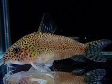 画像4: 【通販 淡水魚】レア種 新産地 コリドラス プンクタータス スリナム コティカリバー産【１匹 サンプル画像】(±5-6cm(生体)(熱帯魚)NKCR (4)