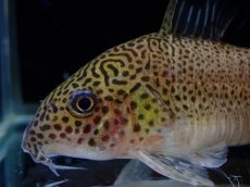 画像5: 【通販 淡水魚】レア種 新産地 コリドラス プンクタータス スリナム コティカリバー産【１匹 サンプル画像】(±5-6cm(生体)(熱帯魚)NKCR (5)