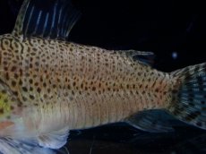 画像6: 【通販 淡水魚】レア種 新産地 コリドラス プンクタータス スリナム コティカリバー産【１匹 サンプル画像】(±5-6cm(生体)(熱帯魚)NKCR (6)
