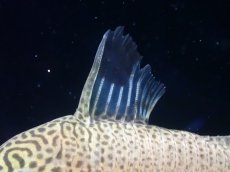 画像7: 【通販 淡水魚】レア種 新産地 コリドラス プンクタータス スリナム コティカリバー産【１匹 サンプル画像】(±5-6cm(生体)(熱帯魚)NKCR (7)