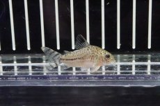 画像1: 【淡水魚】【通販】珍種 コリドラスsp ロンドニアII タイプII？【1匹】（生体）【コリドラス】（熱帯魚）NKCR (1)