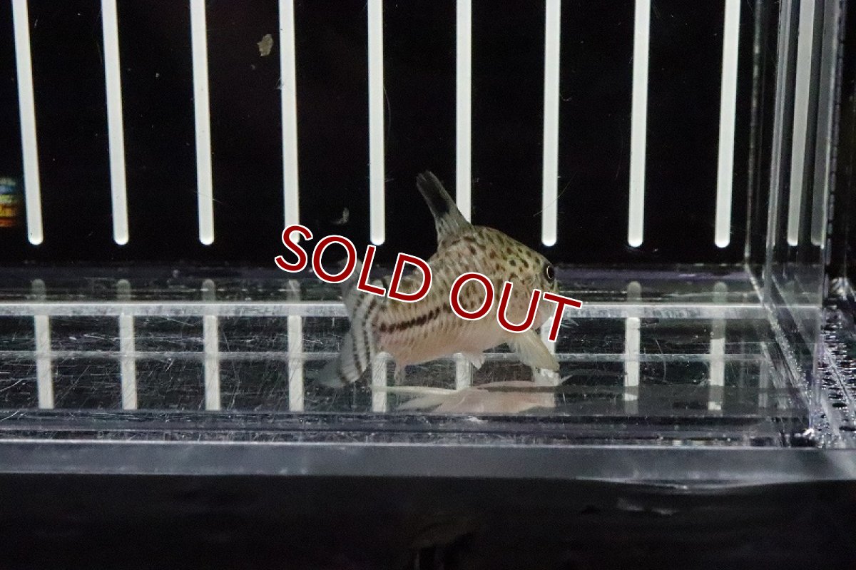 画像2: 【淡水魚】珍種 コリドラスsp ロンドニアII タイプII？【1匹】（生体）【コリドラス】（熱帯魚）NKCR (2)