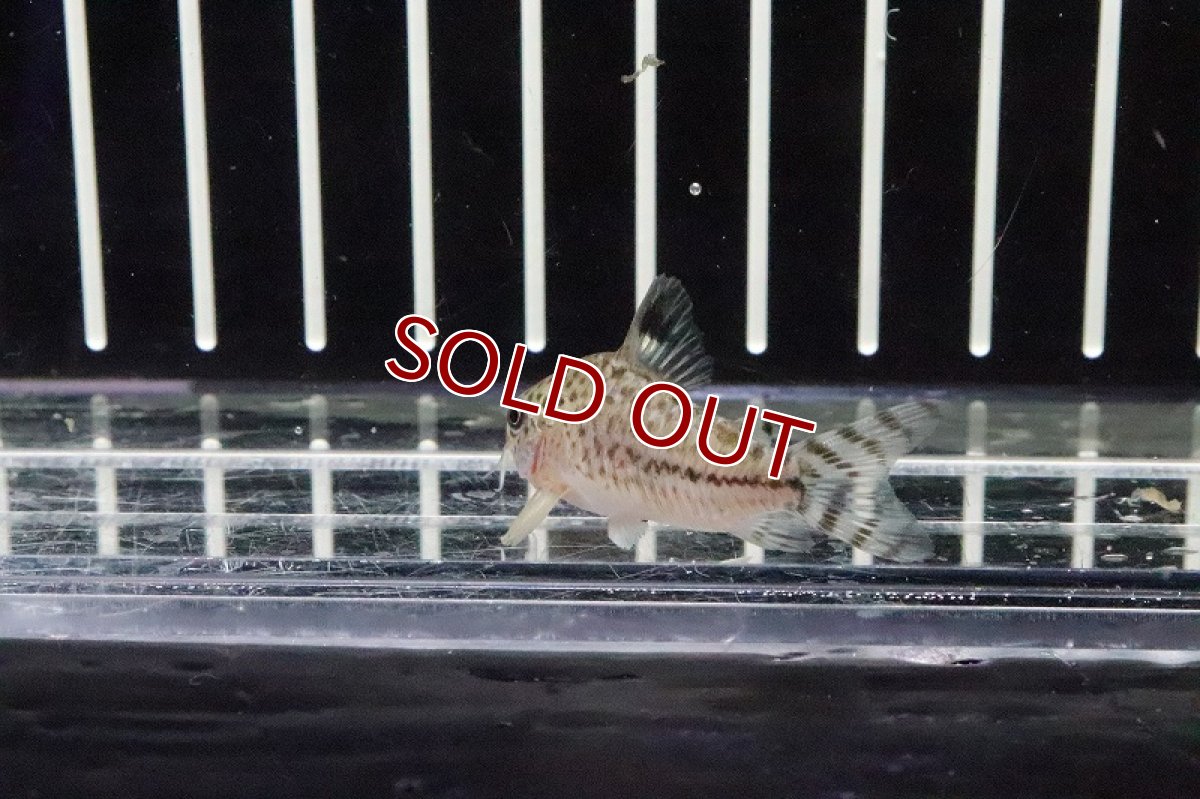 画像3: 【淡水魚】珍種 コリドラスsp ロンドニアII タイプII？【1匹】（生体）【コリドラス】（熱帯魚）NKCR (3)