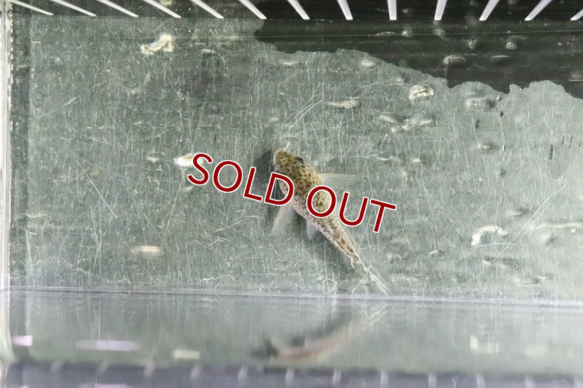 画像4: 【淡水魚】珍種 コリドラスsp ロンドニアII タイプII？【1匹】（生体）【コリドラス】（熱帯魚）NKCR (4)